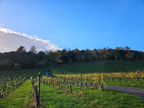 Open Surrey Three Peaks Challenge, November 2025