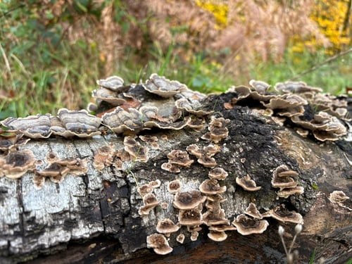 Open Surrey Three Peaks Challenge, November 2025