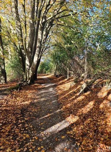 Open Surrey Three Peaks Challenge, November 2025