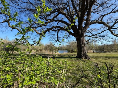 Open Surrey Three Peaks Challenge, April 2025