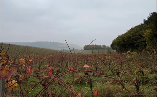 Open Surrey Three Peaks Challenge, November 2024