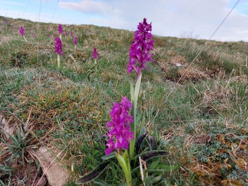 Open Yorkshire Three Peaks Challenge, May 2025