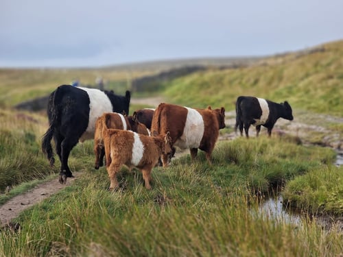 Open Yorkshire Three Peaks Challenge, August 2025