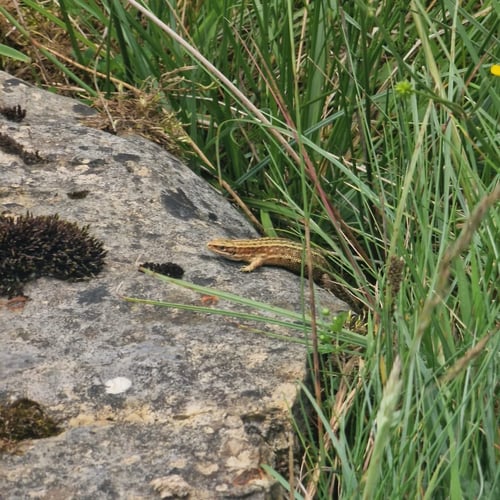Open Yorkshire Three Peaks Challenge, June 2025