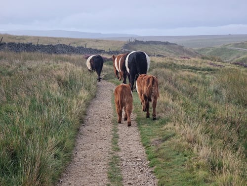 Open Yorkshire Three Peaks Challenge, August 2025