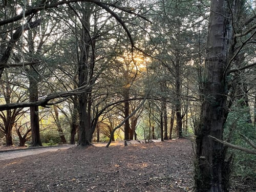 Thumbnail: Surrey Three Peaks Challenge, November 2021