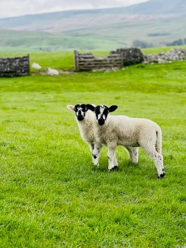 Thumbnail: Yorkshire Three Peaks Challenge, May 2023
