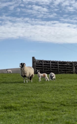 Thumbnail: Yorkshire Three Peaks Challenge, April 2024