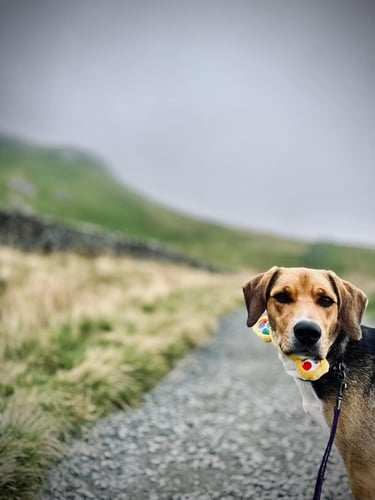 Thumbnail: Private Yorkshire Three Peaks Challenge, September 2024